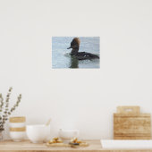 Affiche de canard Harle couronné (Cuisine)