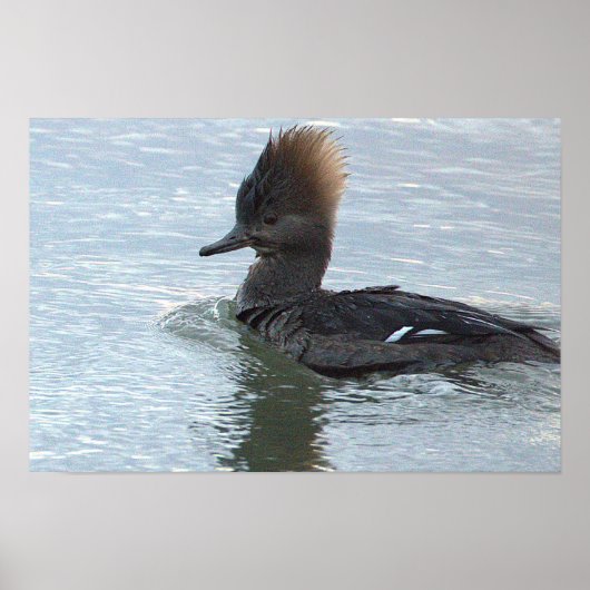 Affiche de canard Harle couronné (Devant)