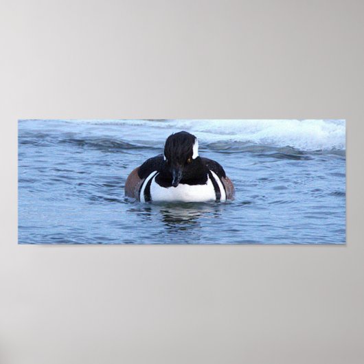 Affiche de canard Harle couronné (Devant)