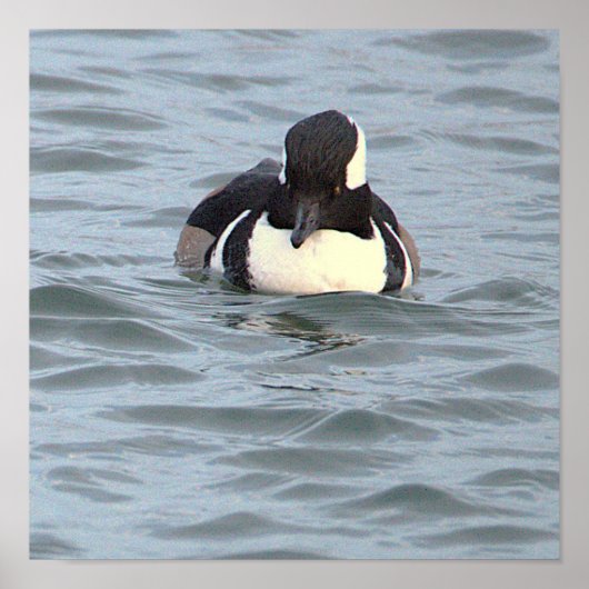 Affiche de canard Harle couronné (Devant)