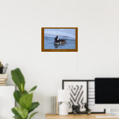 Affiche de canard mergule cul-blanc (Bureau à domicile)