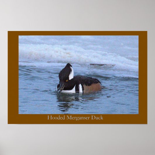Affiche de canard mergule cul-blanc (Devant)