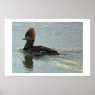 Affiche de canard mergule huppé