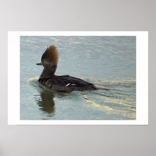 Affiche de canard mergule huppé (Devant)