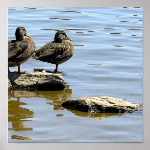 Affiche de canards au bord de l'eau