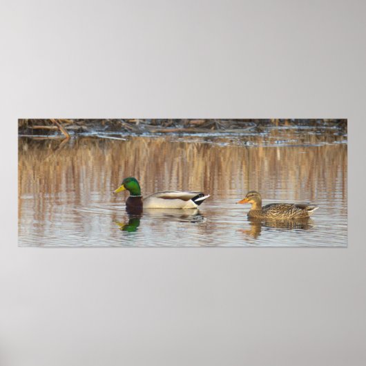 Affiche de canards colverts (Devant)