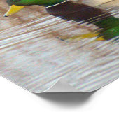 Affiche de canards colverts (Coin)