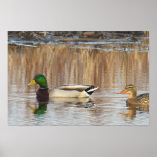 Affiche de canards colverts