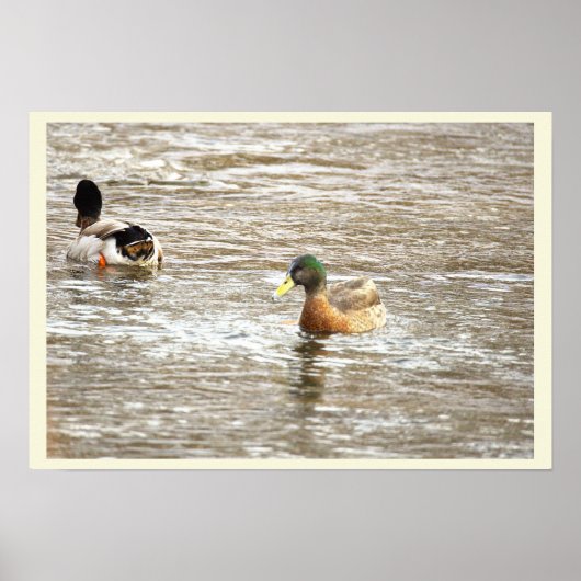 Affiche de canards dans le ruisseau glacé (Devant)