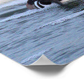 Affiche de canards Harle couronné (Coin)