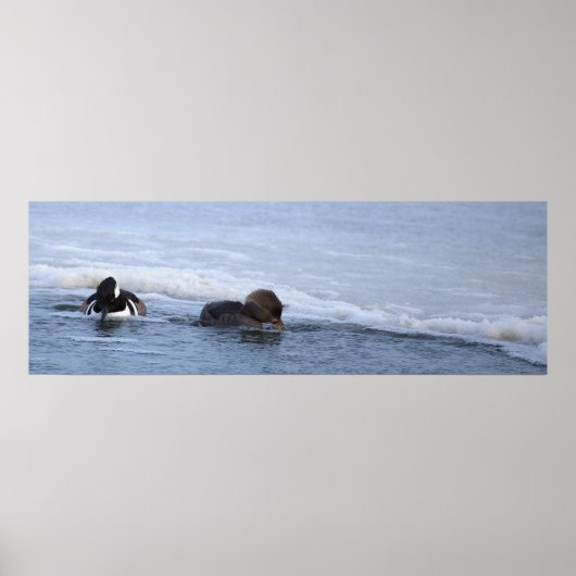 Affiche de canards Harle couronné (Devant)