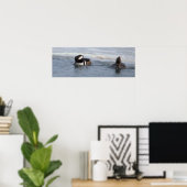 Affiche de canards Harle couronné (Bureau à domicile)
