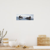 Affiche de canards Harle couronné (Cuisine)