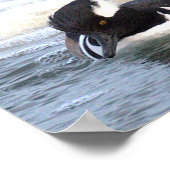 Affiche de canards Harle couronné (Coin)
