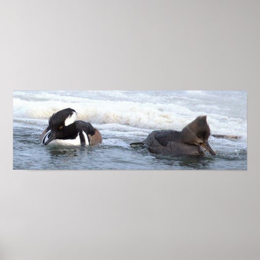 Affiche de canards Harle couronné (Devant)