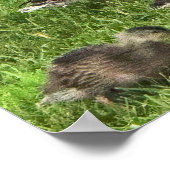 Affiche de canards sur l'herbe (Coin)