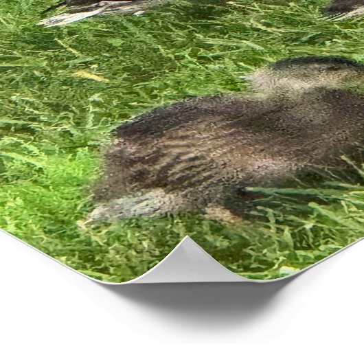 Affiche de canards sur l'herbe (Coin)