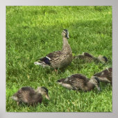 Affiche de canards sur l'herbe (Devant)
