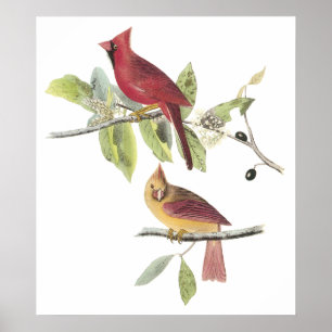 Affiche de cardinal d'Audubon