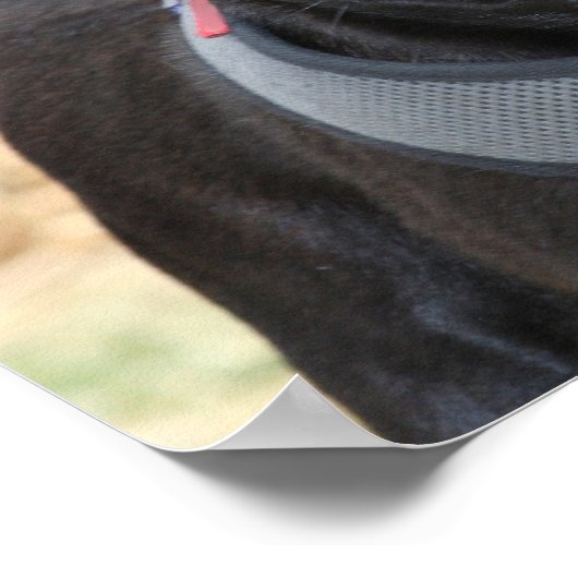 Affiche de Carlin noir (Coin)