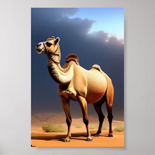 affiche de chameau dans le désert (Devant)