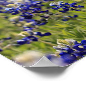 Affiche de champ de bleuets (Coin)