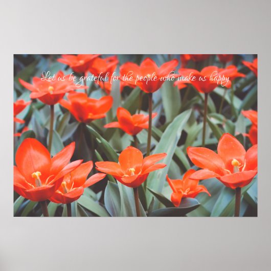 Affiche de champ de tulipes rouges (Devant)