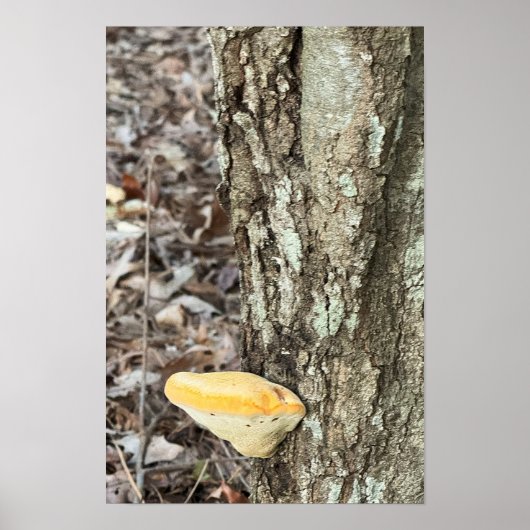 Affiche de champignon d'arbre (Devant)