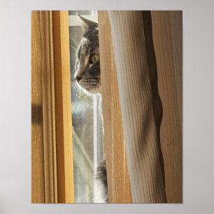 Affiche de chat derrière le rideau