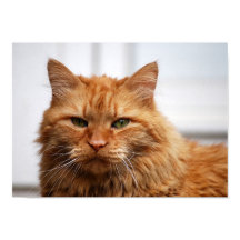 Affiche de chat des forêts norvégiennes