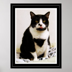 Affiche de chat en smoking drôle