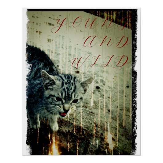 Affiche de chat - Jeune et sauvage (Devant)