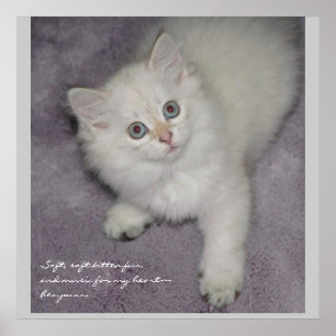 Affiche de chaton