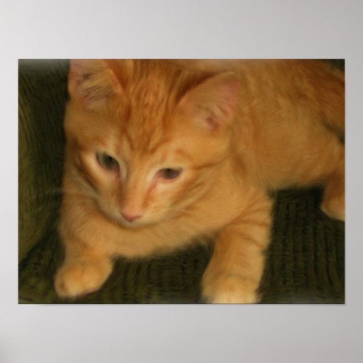 Affiche de chaton (Devant)