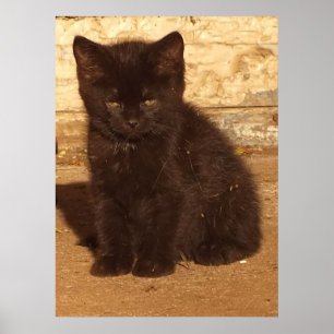 Affiche de chaton noir duveteux