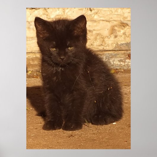 Affiche de chaton noir duveteux (Devant)