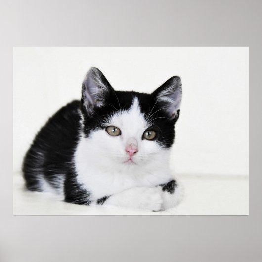 Affiche de chaton pensif noir et blanc (Devant)