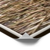 Affiche de Chatons Sauvages (Coin)