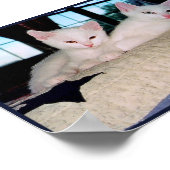 Affiche de chatons Turkish Angora (Coin)