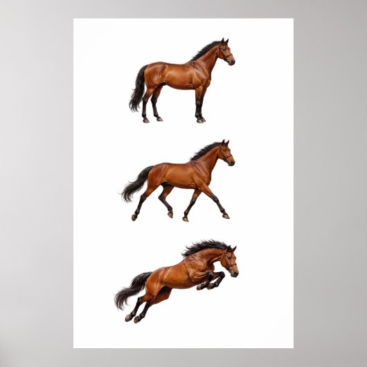 Affiche de cheval brun élégant pour mur (Devant)