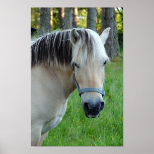 Affiche de cheval de Fjord norvégien