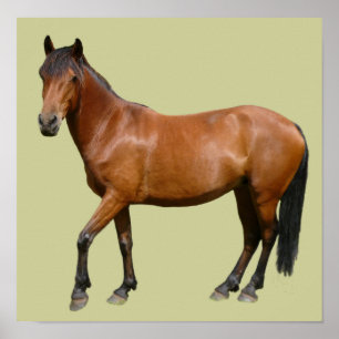 Affiche de cheval d'Exmoor