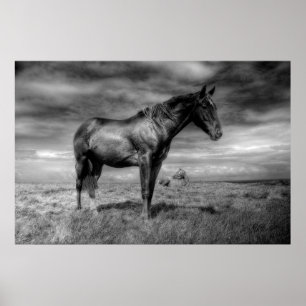 Affiche de cheval foncé
