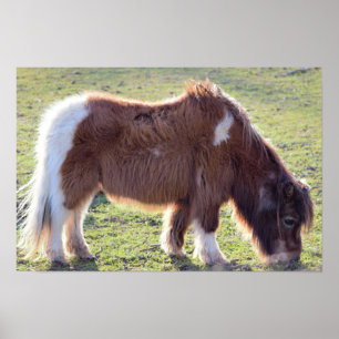 Affiche de cheval miniature