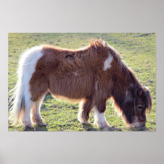 Affiche de cheval miniature (Devant)