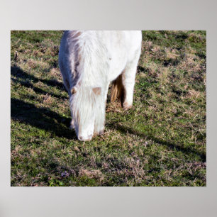 Affiche de cheval miniature