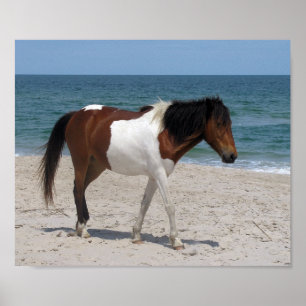 Affiche de cheval sauvage