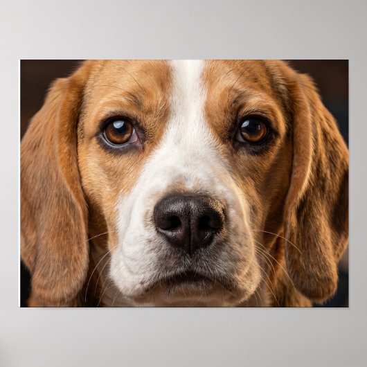 affiche de chien Beagle adorable (Devant)