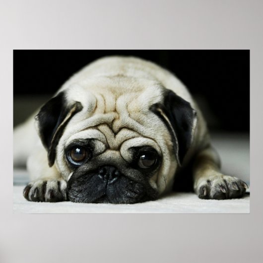 Affiche de Chien Chien Chien Chien Chien Triste Ca (Devant)