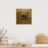 Affiche de chien de chasse dans les zones humides (Cuisine)